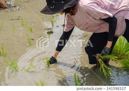 A woman planting rice seedlings by hand: A scene of farm work where she carefully plants each rice seedling one by one, wading through the mud. A woman planting rice seedlings by hand: A scene of farm work where she carefully plants each rice seedling one by one, wading through the mud. 141598327