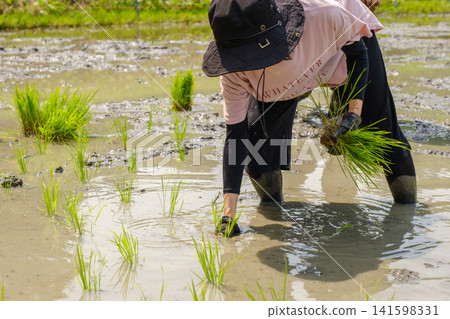 A woman planting rice seedlings by hand: A scene of farm work where she carefully plants each rice seedling one by one, wading through the mud. A woman planting rice seedlings by hand: A scene of farm work where she carefully plants each rice seedling one by one, wading through the mud. 141598331