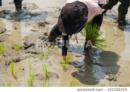 A woman planting rice seedlings by hand: A scene of farm work where she carefully plants each rice seedling one by one, wading through the mud. A woman planting rice seedlings by hand: A scene of farm work where she carefully plants each rice seedling one by one, wading through the mud. 141598334