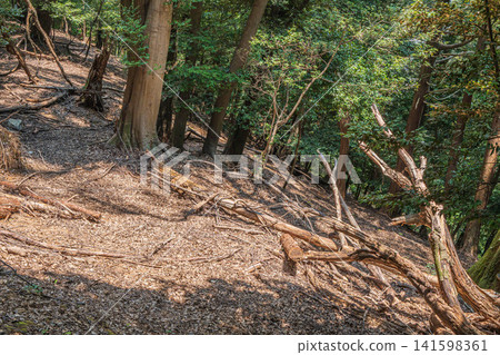 Forest scenery within the grounds of Mii-dera Temple (Nagara-san Enjo-ji Temple), Otsu City, Shiga Prefecture 141598361