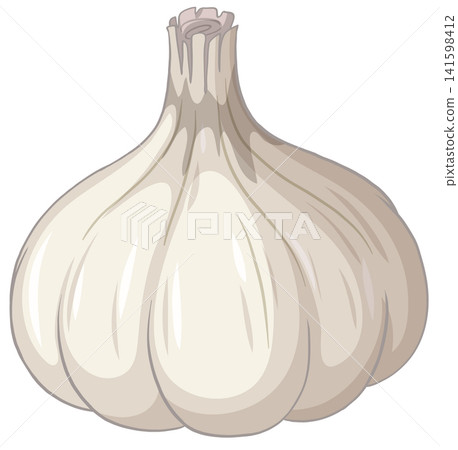 Whole White Garlic Bulb Vector Illustration Isolated on White Background Whole White Garlic Bulb Vector Illustration Isolated on White Background 141598412