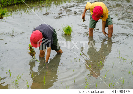 Elementary school students' rice planting experience: Children diligently plant rice seedlings in the mud. Elementary school students' rice planting experience: Children diligently plant rice seedlings in the mud. 141598479