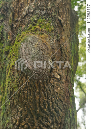 Close-up of Tree Trunk with Knot and Moss Close-up of Tree Trunk with Knot and Moss 141598557