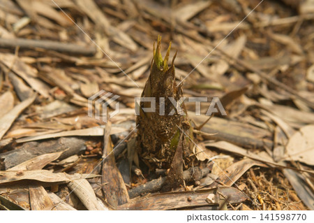 sprout, bamboo shoots, vegetable 141598770