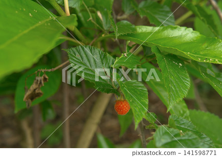 raspberry, fruit, berry 141598771