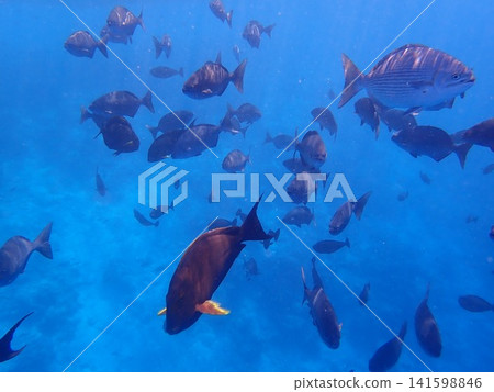 Maldives Nurse Shark Maldives Nurse Shark 141598846