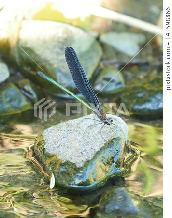 River damselfly, Haguro-tombo (God dragonfly) River damselfly, Haguro-tombo (God dragonfly) 141598866