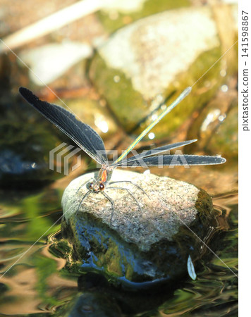 River damselfly, Haguro-tombo (God dragonfly) River damselfly, Haguro-tombo (God dragonfly) 141598867