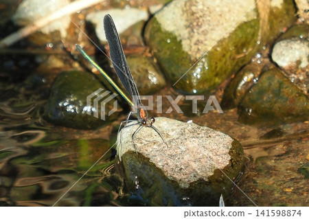 River damselfly, Haguro-tombo (God dragonfly) 141598874