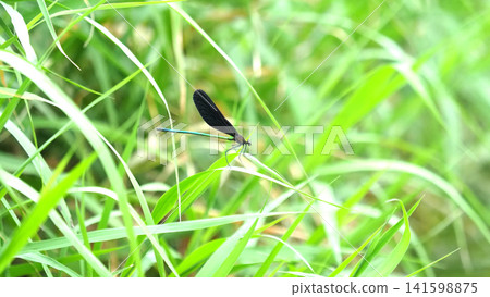 River damselfly, Haguro-tombo (God dragonfly) River damselfly, Haguro-tombo (God dragonfly) 141598875