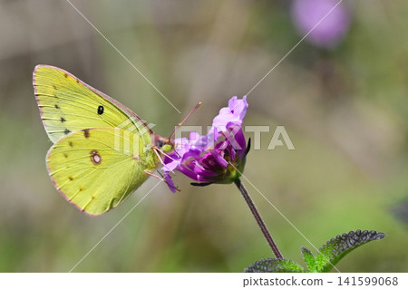 Common Grass Yellow Common Grass Yellow 141599068