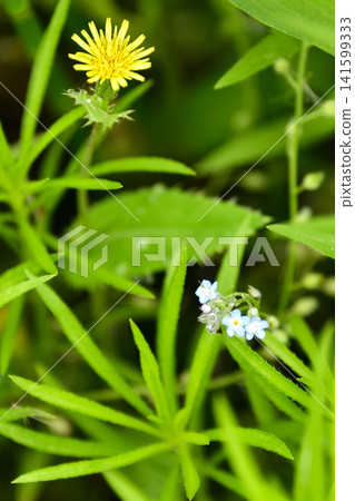 Wildflowers: Forget-me-nots Wildflowers: Forget-me-nots 141599333