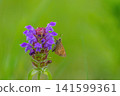紫色夏枯草花和一隻弄蝶的特寫。自然景觀的微距攝影。 141599361