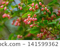 鐘花吊蘭（Enkianthus campanulatus）可愛的鐘形花朵在鮮豔的綠葉映襯下格外醒目，與充滿活力的葉片相得益彰。 141599362
