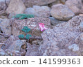 高山植物 *Dicentra peregrina* 嬌嫩的粉紅色花朵在岩石區盛開。 141599363