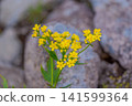 在岩石海岸上，美麗的黃色帕特里尼亞花（Patrinia scabiosifolia）競相綻放。 141599364