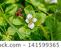 特寫鏡頭展現了加拿大山茱萸嬌嫩的白色花朵在春天清新的綠意中盛開。 141599365