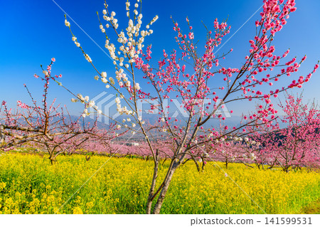 On a clear spring day, the rape blossom fields of Misaka-cho, Fuefuki City, are a veritable paradise, with a vast expanse of rape blossoms, fully bloomed peach trees, and a backdrop of mountain scenery. On a clear spring day, the rape blossom fields of Misaka-cho, Fuefuki City, are a veritable paradise, with a vast expanse of rape blossoms, fully bloomed peach trees, and a backdrop of mountain scenery. 141599531