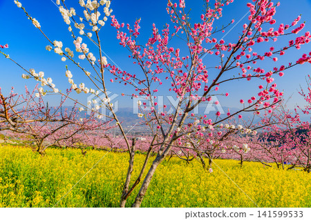 On a clear spring day, the rape blossom fields of Misaka-cho, Fuefuki City, are a veritable paradise, with a vast expanse of rape blossoms, fully bloomed peach trees, and a backdrop of mountain scenery. On a clear spring day, the rape blossom fields of Misaka-cho, Fuefuki City, are a veritable paradise, with a vast expanse of rape blossoms, fully bloomed peach trees, and a backdrop of mountain scenery. 141599533