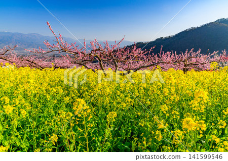 On a clear spring day, the rape blossom fields of Misaka-cho, Fuefuki City, are a veritable paradise, with a vast expanse of rape blossoms, fully bloomed peach trees, and a backdrop of mountain scenery. On a clear spring day, the rape blossom fields of Misaka-cho, Fuefuki City, are a veritable paradise, with a vast expanse of rape blossoms, fully bloomed peach trees, and a backdrop of mountain scenery. 141599546