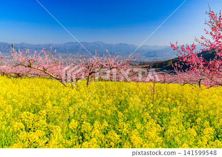 On a clear spring day, the rape blossom fields of Misaka-cho, Fuefuki City, are a veritable paradise, with a vast expanse of rape blossoms, fully bloomed peach trees, and a backdrop of mountain scenery. On a clear spring day, the rape blossom fields of Misaka-cho, Fuefuki City, are a veritable paradise, with a vast expanse of rape blossoms, fully bloomed peach trees, and a backdrop of mountain scenery. 141599548