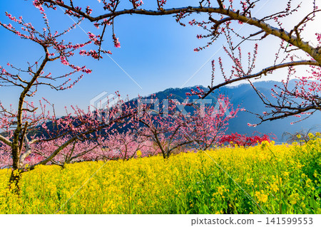 On a clear spring day, the rape blossom fields of Misaka-cho, Fuefuki City, are a veritable paradise, with a vast expanse of rape blossoms, fully bloomed peach trees, and a backdrop of mountain scenery. On a clear spring day, the rape blossom fields of Misaka-cho, Fuefuki City, are a veritable paradise, with a vast expanse of rape blossoms, fully bloomed peach trees, and a backdrop of mountain scenery. 141599553