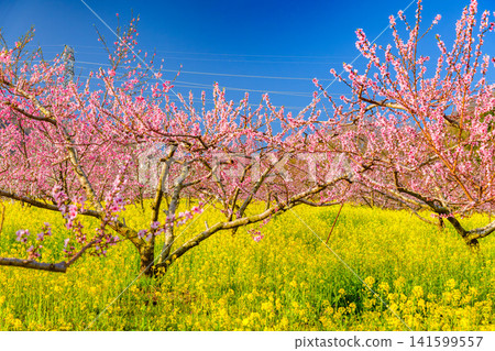 On a clear spring day, the rape blossom fields of Misaka-cho, Fuefuki City, are a veritable paradise, with a vast expanse of rape blossoms, fully bloomed peach trees, and a backdrop of mountain scenery. On a clear spring day, the rape blossom fields of Misaka-cho, Fuefuki City, are a veritable paradise, with a vast expanse of rape blossoms, fully bloomed peach trees, and a backdrop of mountain scenery. 141599557