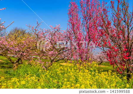 On a clear spring day, the rapeseed fields of Misaka-cho, Fuefuki City, are a veritable paradise, with a landscape of rapeseed flowers and fully bloomed peach trees. On a clear spring day, the rapeseed fields of Misaka-cho, Fuefuki City, are a veritable paradise, with a landscape of rapeseed flowers and fully bloomed peach trees. 141599588
