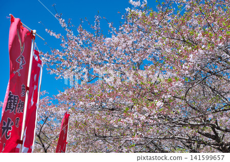 Hikone Castle in Spring: Houseboat Hikone Castle in Spring: Houseboat 141599657