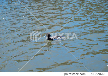 Hikone Castle in Spring: Houseboat Hikone Castle in Spring: Houseboat 141599666