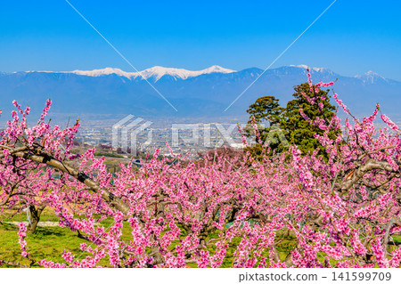 A clear spring day near Kachoyama Ipponsugi Park, with a single cedar tree towering beyond a field of peach blossoms and the snow-capped Southern Alps in the background. A clear spring day near Kachoyama Ipponsugi Park, with a single cedar tree towering beyond a field of peach blossoms and the snow-capped Southern Alps in the background. 141599709