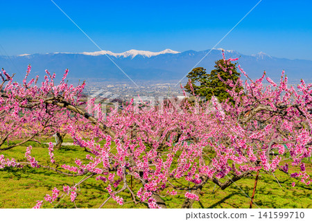 A clear spring day near Kachoyama Ipponsugi Park, with a single cedar tree towering beyond a field of peach blossoms and the snow-capped Southern Alps in the background. A clear spring day near Kachoyama Ipponsugi Park, with a single cedar tree towering beyond a field of peach blossoms and the snow-capped Southern Alps in the background. 141599710