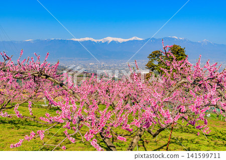 A clear spring day near Kachoyama Ipponsugi Park, with a single cedar tree towering beyond a field of peach blossoms and the snow-capped Southern Alps in the background. A clear spring day near Kachoyama Ipponsugi Park, with a single cedar tree towering beyond a field of peach blossoms and the snow-capped Southern Alps in the background. 141599711
