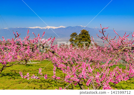 A clear spring day near Kachoyama Ipponsugi Park, with a single cedar tree towering beyond a field of peach blossoms and the snow-capped Southern Alps in the background. A clear spring day near Kachoyama Ipponsugi Park, with a single cedar tree towering beyond a field of peach blossoms and the snow-capped Southern Alps in the background. 141599712