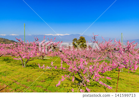 A clear spring day near Kachoyama Ipponsugi Park, with a single cedar tree towering beyond a field of peach blossoms and the snow-capped Southern Alps in the background. A clear spring day near Kachoyama Ipponsugi Park, with a single cedar tree towering beyond a field of peach blossoms and the snow-capped Southern Alps in the background. 141599713
