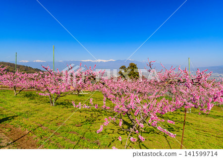 A clear spring day near Kachoyama Ipponsugi Park, with a single cedar tree towering beyond a field of peach blossoms and the snow-capped Southern Alps in the background. A clear spring day near Kachoyama Ipponsugi Park, with a single cedar tree towering beyond a field of peach blossoms and the snow-capped Southern Alps in the background. 141599714
