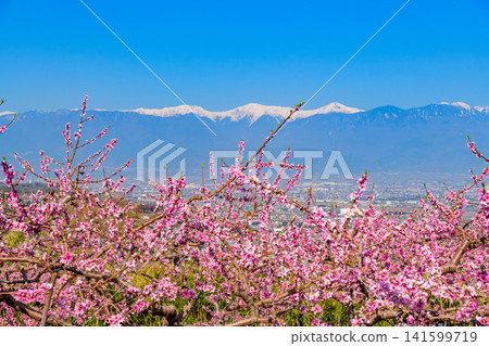 On a clear spring day, a view of the snow-capped Southern Alps can be seen from a farm near Kachoyama Ipponsugi Park, across a field of peach blossoms in full bloom. On a clear spring day, a view of the snow-capped Southern Alps can be seen from a farm near Kachoyama Ipponsugi Park, across a field of peach blossoms in full bloom. 141599719
