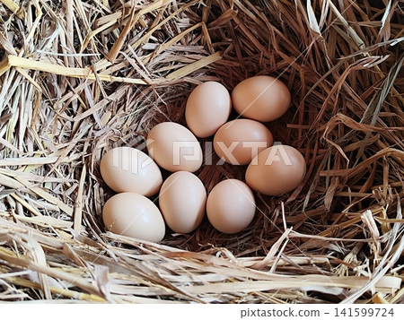 10 chicken eggs in a dry straw nest 10 chicken eggs in a dry straw nest 141599724