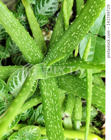 photo of aloe vera herbal plant photo of aloe vera herbal plant 141599729