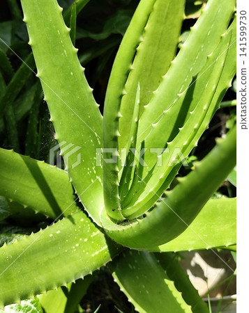 photo of aloe vera herbal plant 141599730