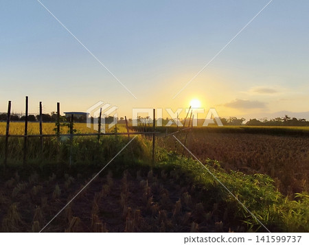 sunset over rice fields in the countryside 141599737