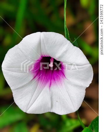 sweet potato flowers are blooming sweet potato flowers are blooming 141599772