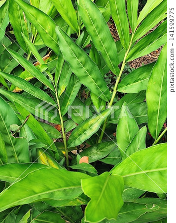 galangal leaves, spices for food seasoning and herbal medicine 141599775