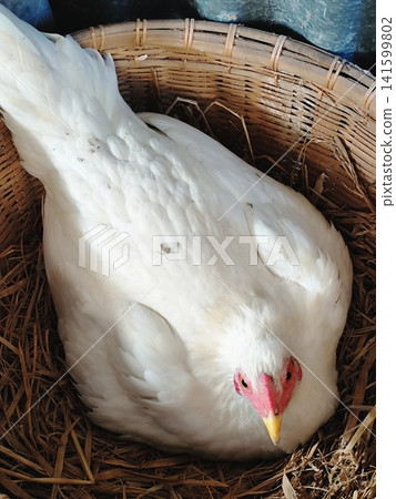 the hen is incubating her eggs 141599802