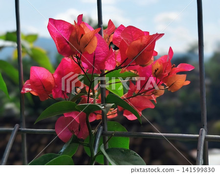 beauty Pink paper flowers are blooming in the yard 141599830