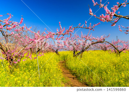 On a clear spring day, the scenery along the spring festival walking course in Misaka-cho, Fuefuki City, was a vast expanse of blooming rapeseed flowers and dotted with peach trees. On a clear spring day, the scenery along the spring festival walking course in Misaka-cho, Fuefuki City, was a vast expanse of blooming rapeseed flowers and dotted with peach trees. 141599860