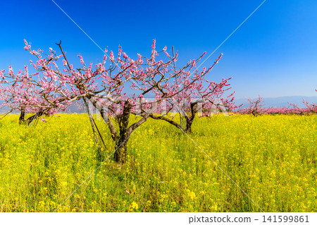 On a clear spring day, the scenery along the spring festival walking course in Misaka-cho, Fuefuki City, was a vast expanse of blooming rapeseed flowers and dotted with peach trees. On a clear spring day, the scenery along the spring festival walking course in Misaka-cho, Fuefuki City, was a vast expanse of blooming rapeseed flowers and dotted with peach trees. 141599861