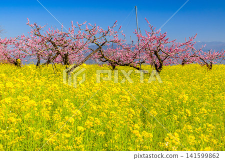 On a clear spring day, the scenery along the spring festival walking course in Misaka-cho, Fuefuki City, was a vast expanse of blooming rapeseed flowers and dotted with peach trees. On a clear spring day, the scenery along the spring festival walking course in Misaka-cho, Fuefuki City, was a vast expanse of blooming rapeseed flowers and dotted with peach trees. 141599862