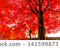 Autumn leaves and a woman in a kimono 141599873