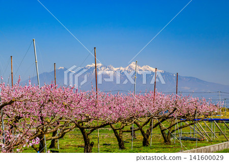 A clear spring day, with peach blossoms in full bloom at a farm in the Shirane district of Minami-Alps City and the snow-capped Yatsugatake mountain range. A clear spring day, with peach blossoms in full bloom at a farm in the Shirane district of Minami-Alps City and the snow-capped Yatsugatake mountain range. 141600029